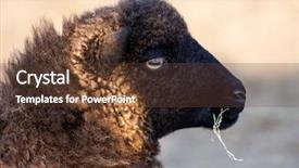  Presentation with sheep - Theme having ovine - profile of an ushant island background and a tawny brown colored foreground