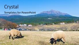  Presentation with sheep - PPT layouts having ovine - sheep farm with mount kirishima background and a  colored foreground