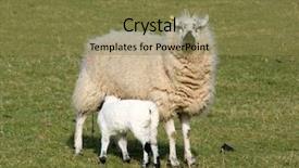  Presentation with sheep - Presentation theme featuring ovine - sheep feeding its lamb background and a coral colored foreground