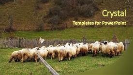  Presentation with fold - Audience pleasing theme consisting of ovine - sheep fold in the romanian backdrop and a tawny brown colored foreground