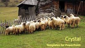  Presentation with fold - Cool new slides with ovine - sheep fold in the romanian backdrop and a tawny brown colored foreground