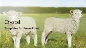  Presentation with sheep - PPT layouts consisting of ovine - sheep in field background and a soft green colored foreground