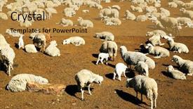  Presentation with america - Beautiful slide deck featuring ovine - sheep in peru south america backdrop and a  colored foreground