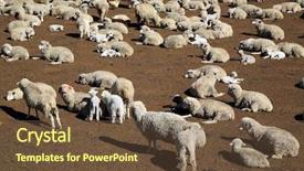  Presentation with america - Slide deck having ovine - sheep in peru south america background and a  colored foreground