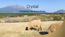  Presentation with pasture - PPT layouts having ovine - sheep pasture with mount kirishima background and a  colored foreground