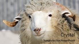  Presentation with sheep - PPT layouts with ovine - sheep portrait background and a  colored foreground