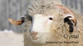  Presentation with sheep - Theme consisting of ovine - sheep portrait background and a  colored foreground
