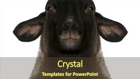  Presentation with sheep - Theme consisting of ovis aries 2 years old background and a tawny brown colored foreground