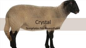  Presentation with sheep - Audience pleasing PPT layouts consisting of blond beauty woman wear white sweatshirt posing in studio backdrop and a gray colored foreground