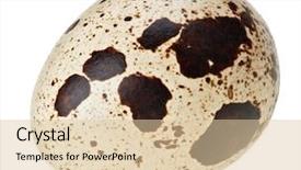  Presentation with quail - Presentation design featuring ovum - one quail eggs isolated background and a  colored foreground