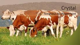  Presentation with cattle limousin cows in green - Slides with ow - herd ow cows grazing background and a coral colored foreground