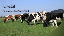  Presentation with grazing - PPT layouts enhanced with ow - herd ow cows grazing background and a light blue colored foreground