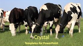  Presentation with grazing - PPT theme consisting of ow - herd ow cows grazing background and a tawny brown colored foreground