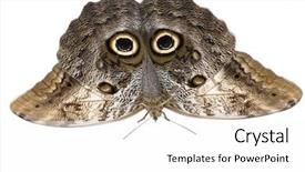  Presentation with butterfly - Presentation consisting of owl-butterfly-caligo-memnon-butterfly background and a white colored foreground