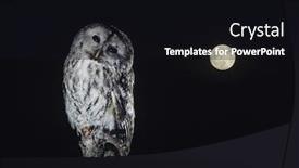  Presentation with tree step - Presentation theme enhanced with owl perching on tree background and a wine colored foreground