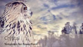  Presentation with wind energy close up portrait - Colorful slide set enhanced with owl portrait on winter sunset background backdrop and a soft green colored foreground