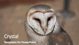  Presentation with barn - PPT layouts enhanced with owl tyto alba wild life background and a gray colored foreground