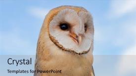  Presentation with heart - Presentation design consisting of owls - portrait of white owl background and a coral colored foreground