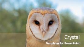  Presentation with heart - PPT theme having owls - portrait of white owl background and a coral colored foreground
