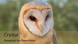  Presentation with heart - Audience pleasing slide set consisting of owls - portrait of white owl backdrop and a coral colored foreground