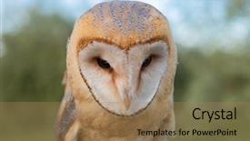  Presentation with heart - Cool new PPT theme with owls - portrait of white owl backdrop and a coral colored foreground