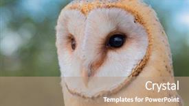  Presentation with heart - Amazing presentation design having owls - portrait of white owl backdrop and a coral colored foreground