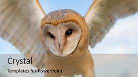  Presentation with skin anatomy face and head - Presentation design with owls - portrait of white owl background and a coral colored foreground