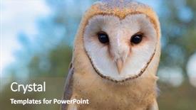  Presentation with heart - Amazing PPT theme having owls - portrait of white owl backdrop and a coral colored foreground