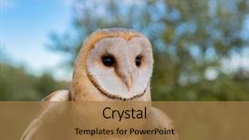  Presentation with white dove heart - Colorful theme enhanced with owls - portrait of white owl backdrop and a coral colored foreground