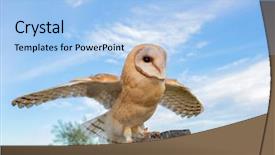  Presentation with heart - Amazing PPT theme having owls - portrait of white owl backdrop and a light blue colored foreground