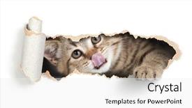  Presentation with duct tape on lips censorship - PPT theme with own lips in paper hole background and a white colored foreground