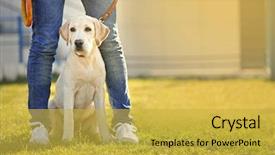  Presentation with green gram - PPT layouts enhanced with owner and labrador dog sitting background and a yellow colored foreground