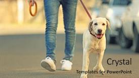  Presentation with walking - Beautiful slides featuring owner and labrador dog walking backdrop and a coral colored foreground