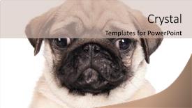  Presentation with cute christmas pug puppy dog - Presentation theme enhanced with owner holding cute pug puppy background and a mint green colored foreground