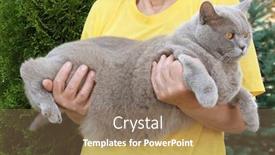  Presentation with cat - Audience pleasing PPT theme consisting of owner holding funny overweight cat outdoors backdrop and a coral colored foreground