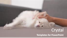  Presentation with pet - Amazing presentation design having owner massaging on her dog backdrop and a gray colored foreground