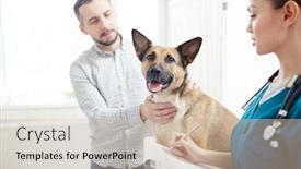  Presentation with consulting - Colorful slide set enhanced with owner of shepherd touching his pet while consulting with veterinarian in clinics backdrop and a soft green colored foreground