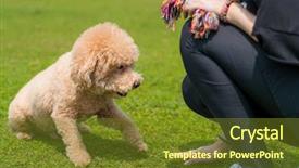  Presentation with poodle - Presentation theme consisting of pet owner train his dog background and a tawny brown colored foreground