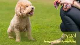  Presentation with poodle - Colorful presentation theme enhanced with pet owner train his dog backdrop and a tawny brown colored foreground