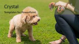  Presentation with poodle - Slide set having pet owner train his dog background and a yellow colored foreground