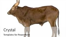  Presentation with front of burj khalifa - Audience pleasing PPT theme consisting of oxen - ankole-watusi in front backdrop and a white colored foreground