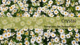  Presentation with daisy - Theme with oxen - camomile or ox-eye daisy meadow background and a yellow colored foreground