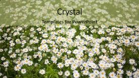  Presentation with daisy - Colorful PPT theme enhanced with oxen - chamomiles or ox-eye daisy meadow backdrop and a  colored foreground