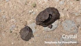  Presentation with elon musk - Beautiful slide deck featuring oxen - excrements of musk ox ovibos backdrop and a coral colored foreground