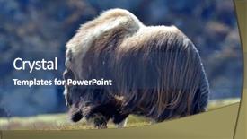  Presentation with natural - PPT theme having oxen - musk ox - ovibos moschatus background and a ocean colored foreground