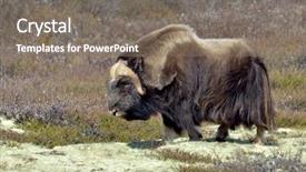  Presentation with elon musk - Presentation design having oxen - musk ox - ovibos moschatus background and a gray colored foreground