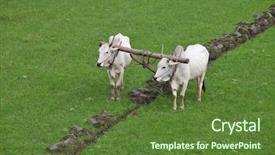  Presentation with plowing - Amazing PPT theme having oxen - plowing rice fields backdrop and a tawny brown colored foreground