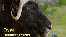  Presentation with elon musk - Theme consisting of carpenter working on his craft in a dusty workshop background and a coral colored foreground