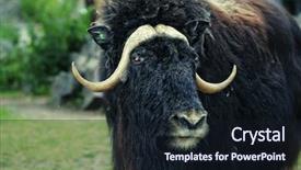  Presentation with elon musk - Amazing PPT theme having oxen - portrait of an angry musk backdrop and a wine colored foreground