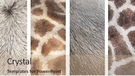  Presentation with animal nature - PPT theme featuring oxen - set of vertical nature banners background and a coral colored foreground